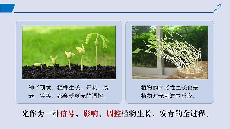 2024-2025学年高中生物同步备课课件（人教版2019）选择性必修一5-4环境因素参与调节植物的生命活动第8页