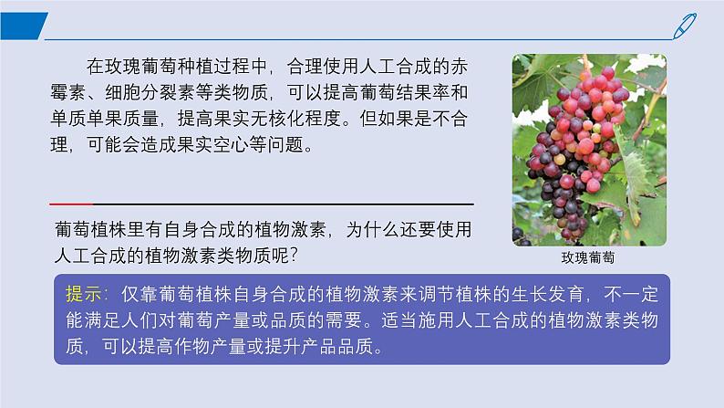 2024-2025学年高中生物同步备课课件（人教版2019）选择性必修一5-3植物生长调节剂的应用第2页