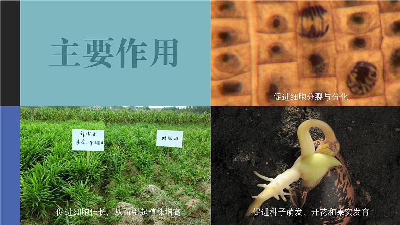 2024-2025学年高中生物同步备课课件（人教版2019）选择性必修一5-2其他植物激素第6页