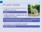 2024-2025学年高中生物同步备课课件（人教版2019）选择性必修一5-1植物生长素
