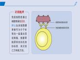 2024-2025学年高中生物同步备课课件（人教版2019）选择性必修一4-2特异性免疫