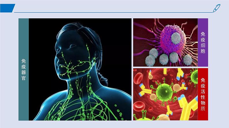 2024-2025学年高中生物同步备课课件（人教版2019）选择性必修一4-1免疫系统的组成和功能第4页