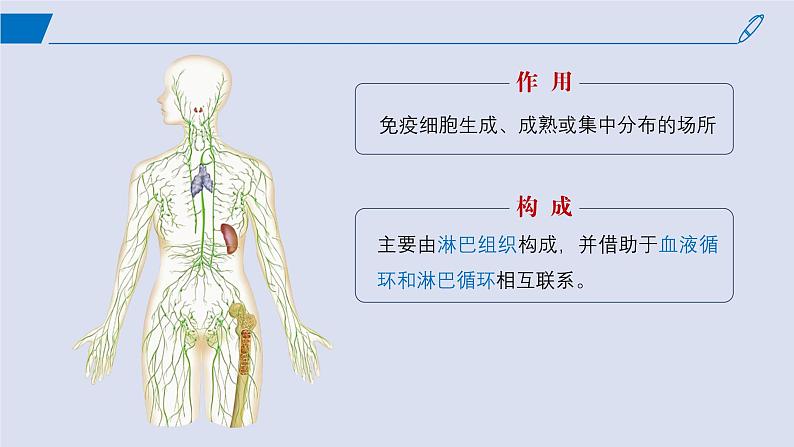 2024-2025学年高中生物同步备课课件（人教版2019）选择性必修一4-1免疫系统的组成和功能第5页