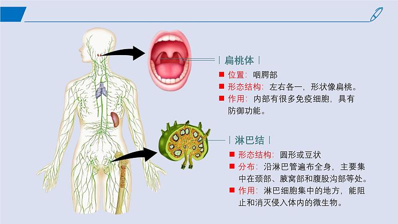 2024-2025学年高中生物同步备课课件（人教版2019）选择性必修一4-1免疫系统的组成和功能第6页