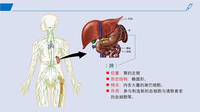 2024-2025学年高中生物同步备课课件（人教版2019）选择性必修一4-1免疫系统的组成和功能第7页