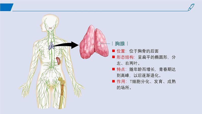 2024-2025学年高中生物同步备课课件（人教版2019）选择性必修一4-1免疫系统的组成和功能第8页