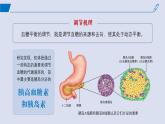 2024-2025学年高中生物同步备课课件（人教版2019）选择性必修一3-2激素调节的过程