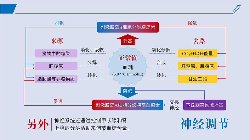 2024-2025学年高中生物同步备课课件（人教版2019）选择性必修一3-2激素调节的过程第7页