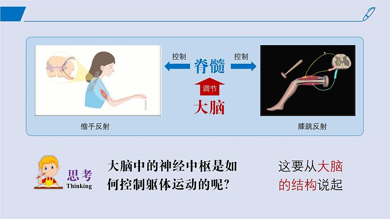 2024-2025学年高中生物同步备课课件（人教版2019）选择性必修一2-4神经系统的分级调节第6页