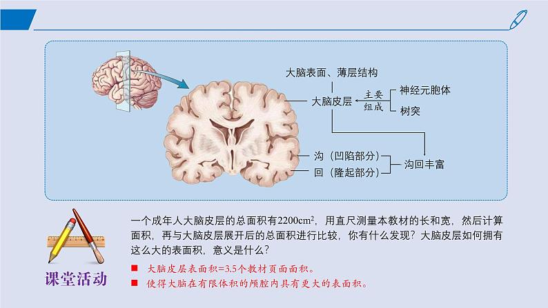 2024-2025学年高中生物同步备课课件（人教版2019）选择性必修一2-4神经系统的分级调节第7页