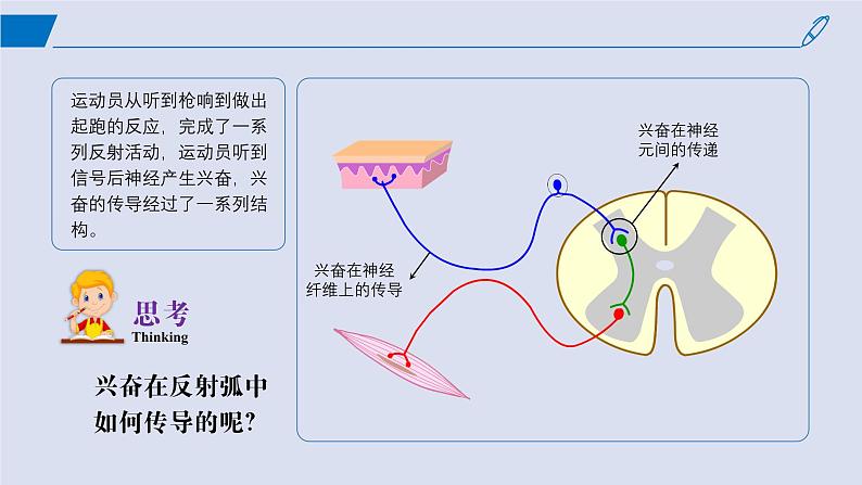 2024-2025学年高中生物同步备课课件（人教版2019）选择性必修一2-3神经冲动的产生和传导第3页