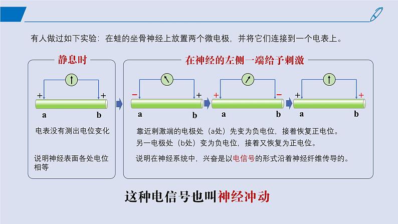 2024-2025学年高中生物同步备课课件（人教版2019）选择性必修一2-3神经冲动的产生和传导第4页