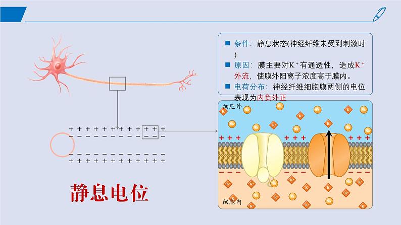 2024-2025学年高中生物同步备课课件（人教版2019）选择性必修一2-3神经冲动的产生和传导第7页