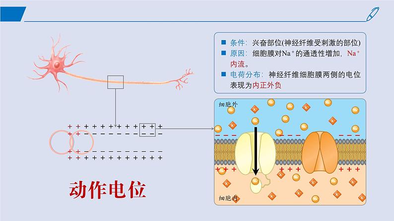 2024-2025学年高中生物同步备课课件（人教版2019）选择性必修一2-3神经冲动的产生和传导第8页