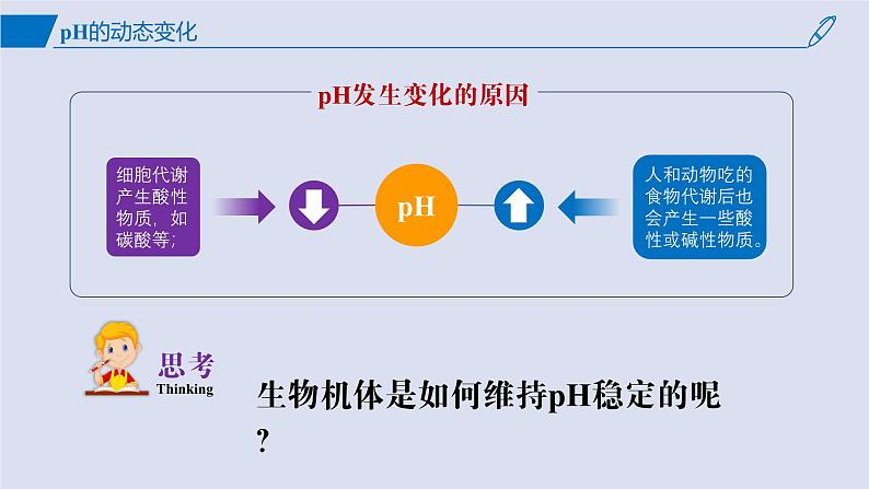 2024-2025学年高中生物同步备课课件（人教版2019）选择性必修一1-2内环境的稳态第5页