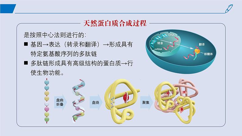 2024-2025学年高中生物同步备课课件（人教版2019）选择性必修三3-4蛋白质工程的原理和应用第8页