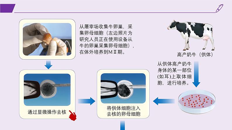 2024-2025学年高中生物同步备课课件（人教版2019）选择性必修三2-2-3动物体细胞核移植技术和克隆动物第7页