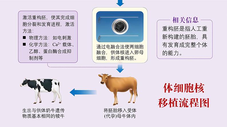 2024-2025学年高中生物同步备课课件（人教版2019）选择性必修三2-2-3动物体细胞核移植技术和克隆动物第8页