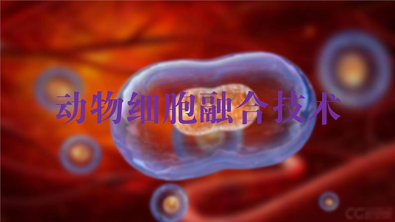 2024-2025学年高中生物同步备课课件（人教版2019）选择性必修三2-2-2动物细胞融合技术与单克隆抗体第3页