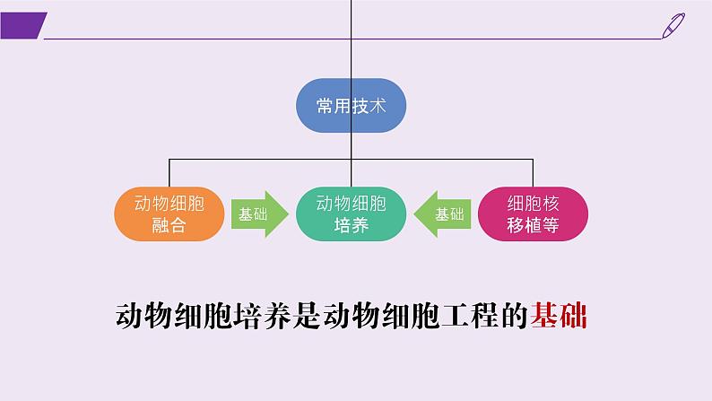 2024-2025学年高中生物同步备课课件（人教版2019）选择性必修三2-2-1动物细胞培养第3页