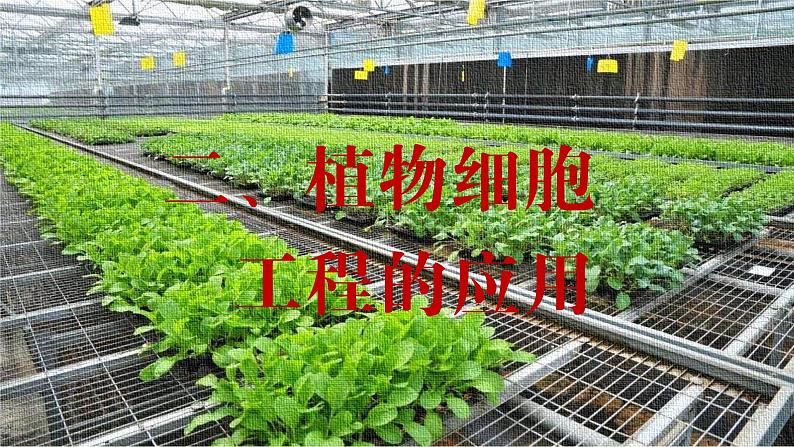 2024-2025学年高中生物同步备课课件（人教版2019）选择性必修三2-1-2植物细胞工程的应用第2页