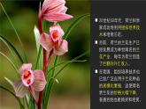 2024-2025学年高中生物同步备课课件（人教版2019）选择性必修三2-1-2植物细胞工程的应用
