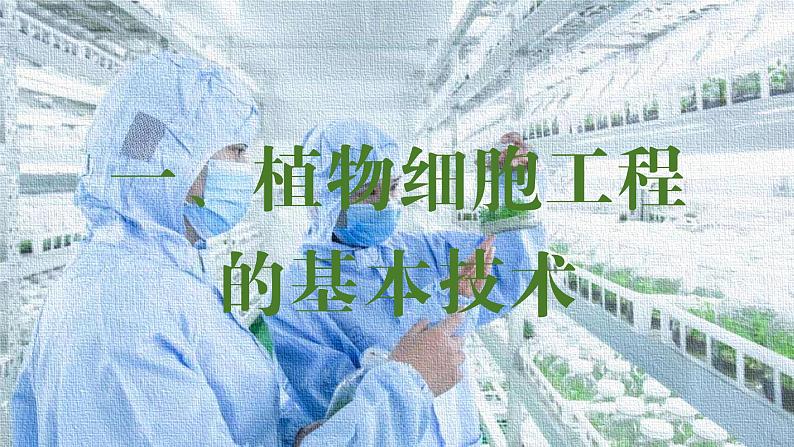 2024-2025学年高中生物同步备课课件（人教版2019）选择性必修三2-1-1植物细胞工程的基本技术第3页