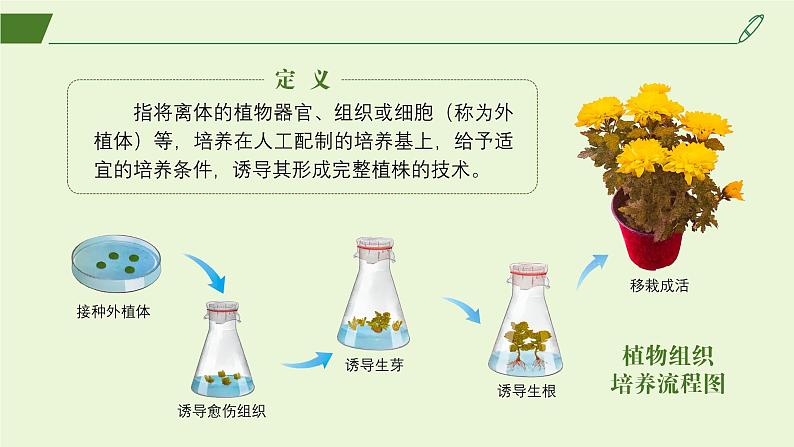 2024-2025学年高中生物同步备课课件（人教版2019）选择性必修三2-1-1植物细胞工程的基本技术第8页