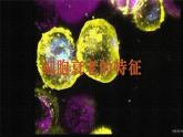 2024-2025学年高中生物同步备课课件（人教版2019）必修一6-3细胞的衰老和死亡
