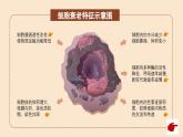 2024-2025学年高中生物同步备课课件（人教版2019）必修一6-3细胞的衰老和死亡