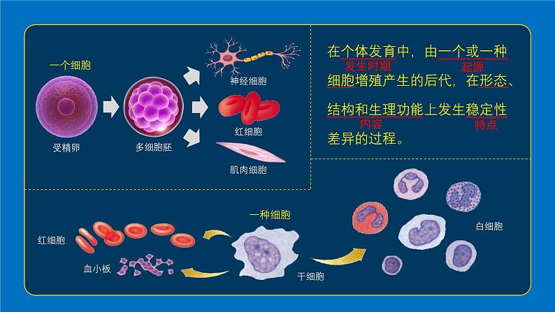 2024-2025学年高中生物同步备课课件（人教版2019）必修一6-2细胞的分化第6页