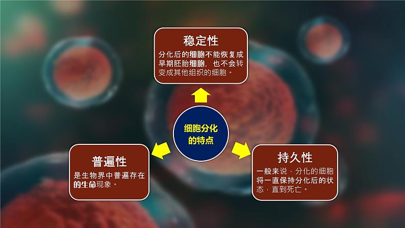 2024-2025学年高中生物同步备课课件（人教版2019）必修一6-2细胞的分化第8页