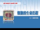 2024-2025学年高中生物同步备课课件（人教版2019）必修一6-1细胞的增殖