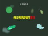 2024-2025学年高中生物同步备课课件（人教版2019）必修一6-1细胞的增殖