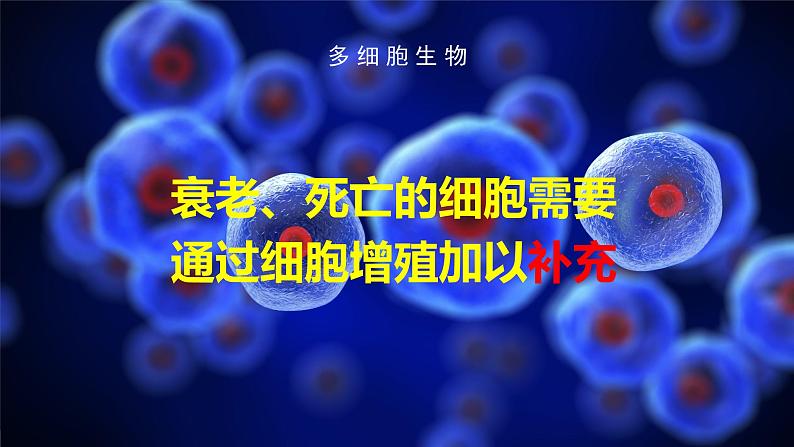 2024-2025学年高中生物同步备课课件（人教版2019）必修一6-1细胞的增殖第7页