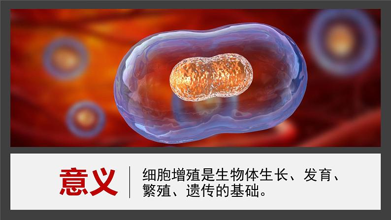 2024-2025学年高中生物同步备课课件（人教版2019）必修一6-1细胞的增殖第8页