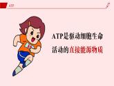 2024-2025学年高中生物同步备课课件（人教版2019）必修一5-2细胞的能量“货币”ATP