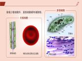 2024-2025学年高中生物同步备课课件（人教版2019）必修一3-3细胞核的结构和功能