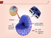 2024-2025学年高中生物同步备课课件（人教版2019）必修一3-3细胞核的结构和功能