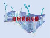 2024-2025学年高中生物同步备课课件（人教版2019）必修一3-1细胞膜的结构和功能