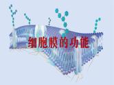 2024-2025学年高中生物同步备课课件（人教版2019）必修一3-1细胞膜的结构和功能