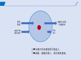 2024-2025学年高中生物同步备课课件（人教版2019）必修一3-1细胞膜的结构和功能