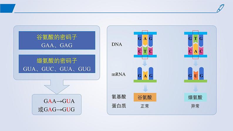 2024-2025学年高中生物同步备课课件（人教版2019）必修二5-1基因突变和基因重组第8页