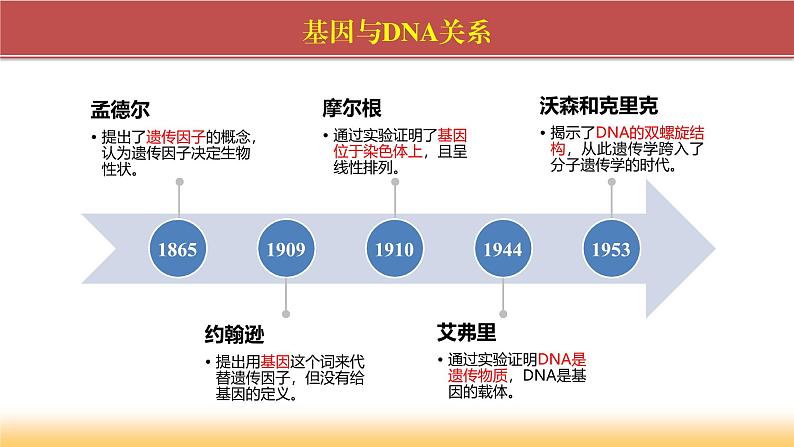 2024-2025学年高中生物同步备课课件（人教版2019）必修二3-4基因通常是有遗传效应的DNA片段第2页