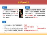 2024-2025学年高中生物同步备课课件（人教版2019）必修二3-4基因通常是有遗传效应的DNA片段