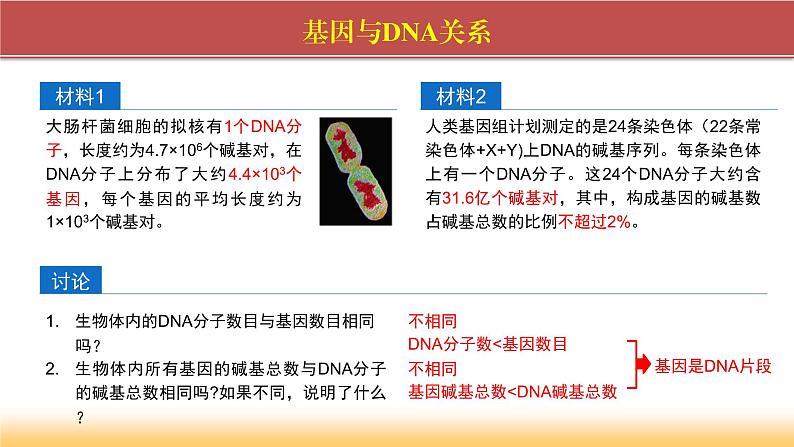 2024-2025学年高中生物同步备课课件（人教版2019）必修二3-4基因通常是有遗传效应的DNA片段第3页