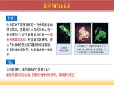 2024-2025学年高中生物同步备课课件（人教版2019）必修二3-4基因通常是有遗传效应的DNA片段