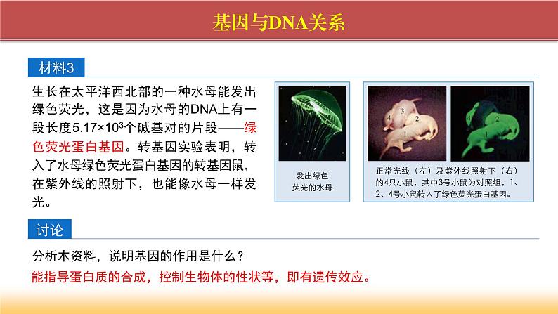 2024-2025学年高中生物同步备课课件（人教版2019）必修二3-4基因通常是有遗传效应的DNA片段第4页