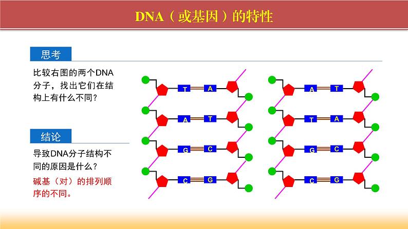 2024-2025学年高中生物同步备课课件（人教版2019）必修二3-4基因通常是有遗传效应的DNA片段第6页