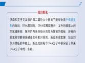 2024-2025学年高中生物同步备课课件（人教版2019）必修二3-3DNA的复制